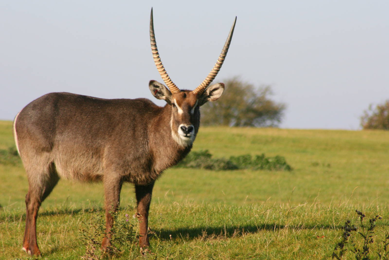 Waterbuck; Whipsnade; 22nd October 2011