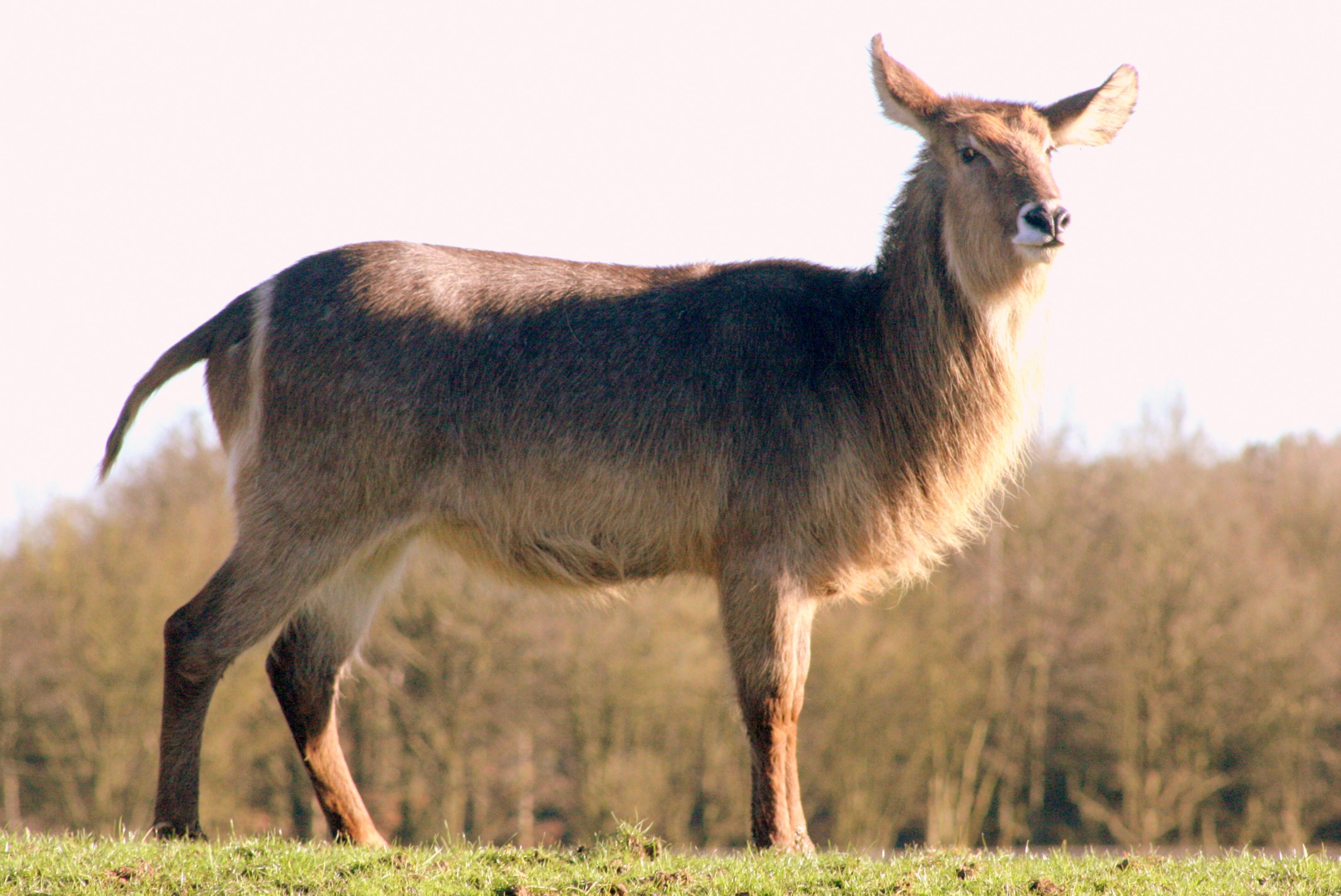 Waterbuck; Whipsnade; 25th March 2017