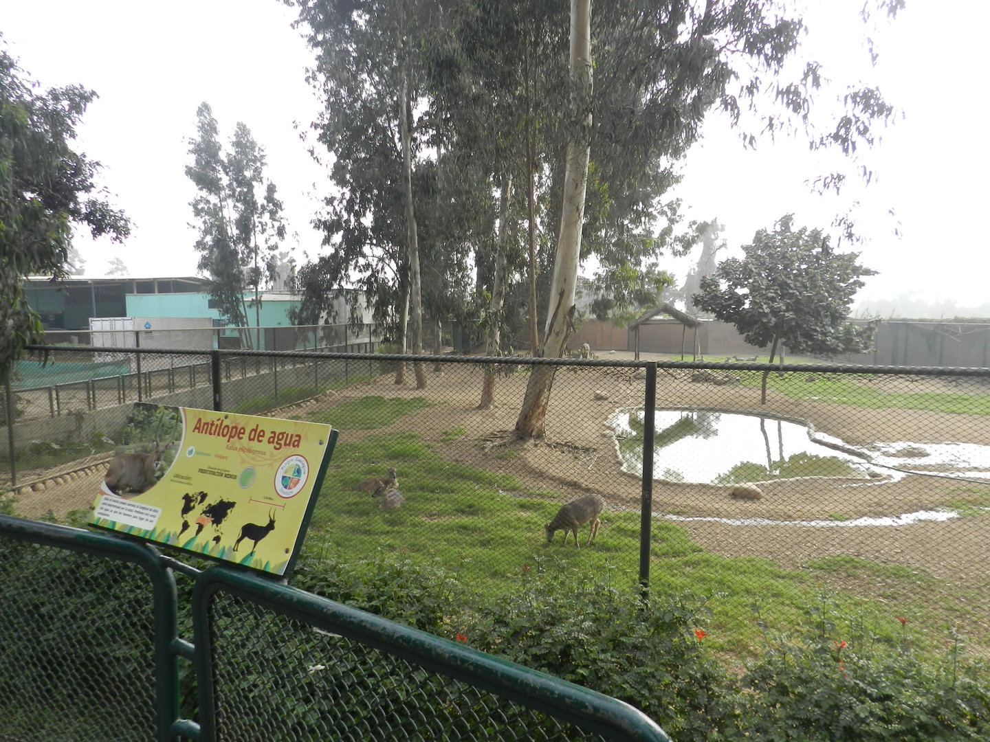 Waterbuck / white-tailed deer exhibit - Parque Zoológico Huachipa