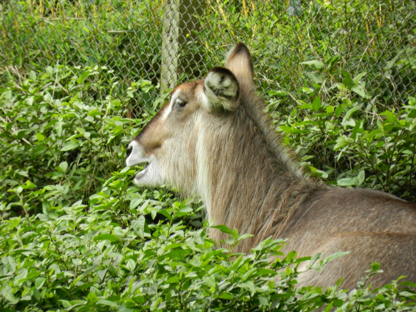 Waterbuck - Zoo São Paulo