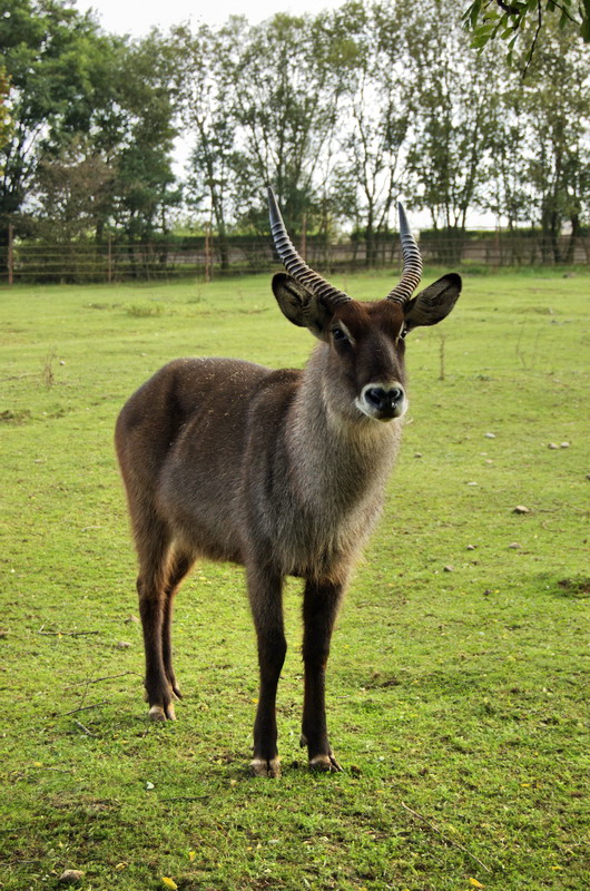 Waterbuck