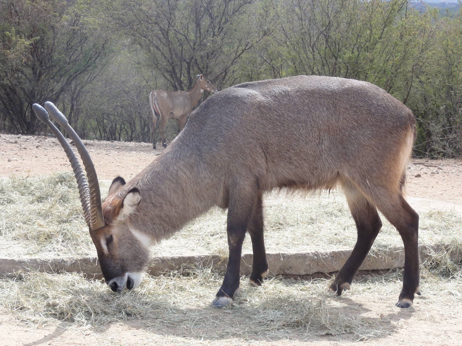 Waterbuck