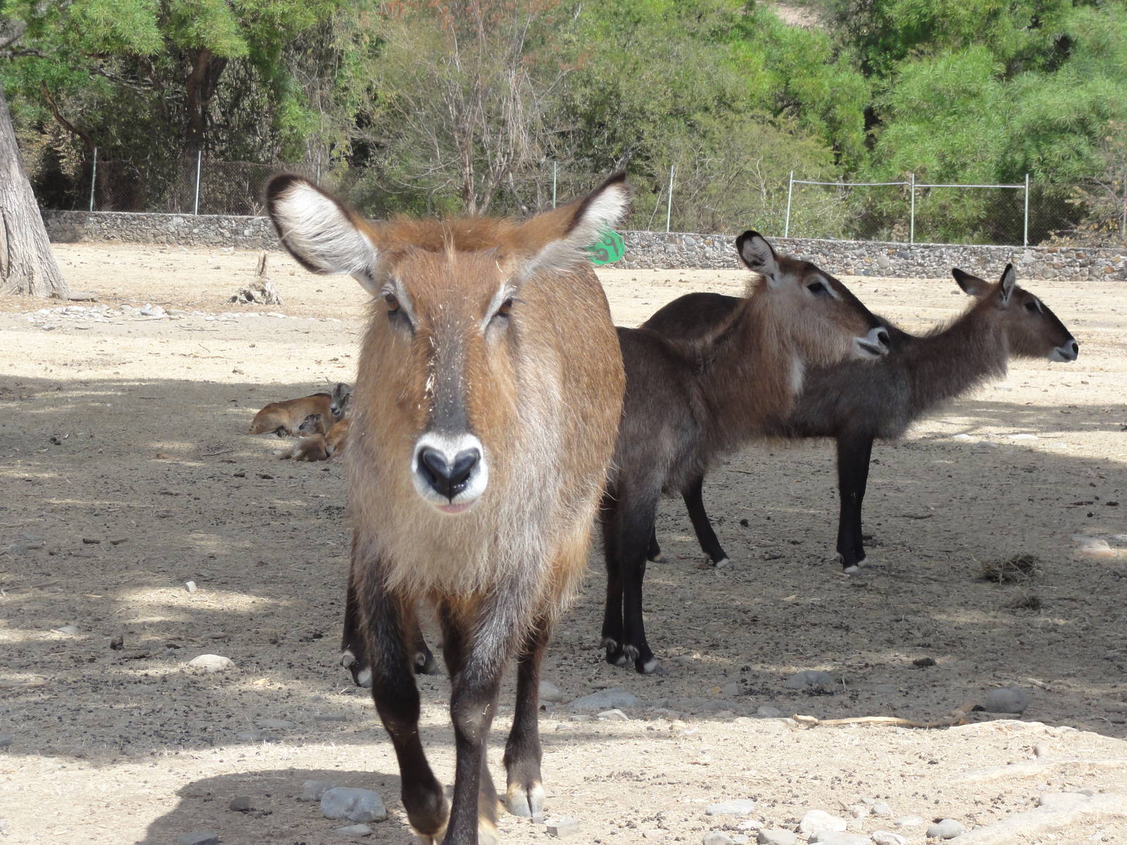 Waterbuck