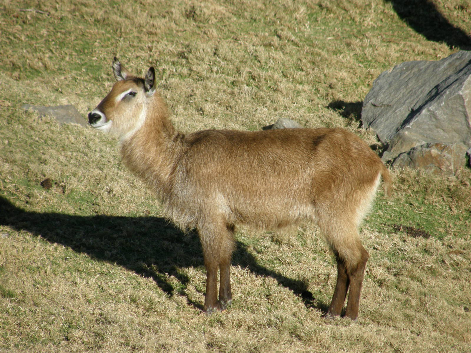 waterbuck