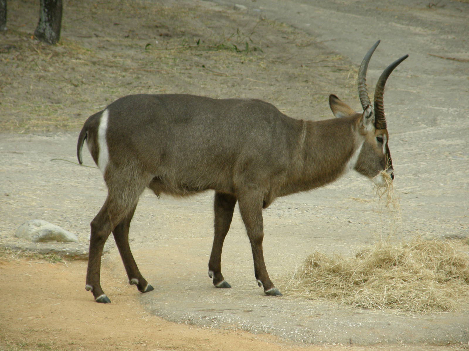 waterbuck