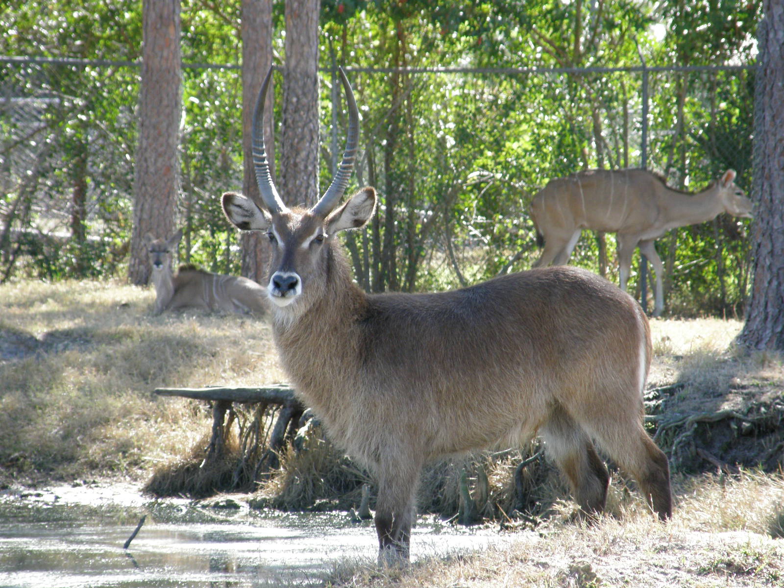 waterbuck