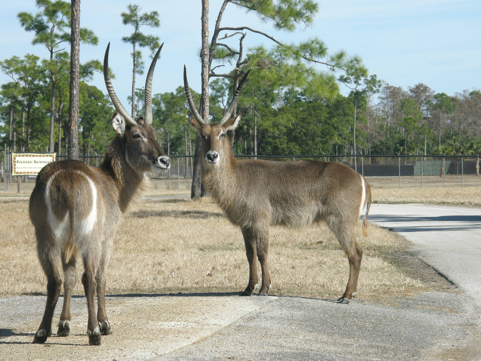 waterbuck