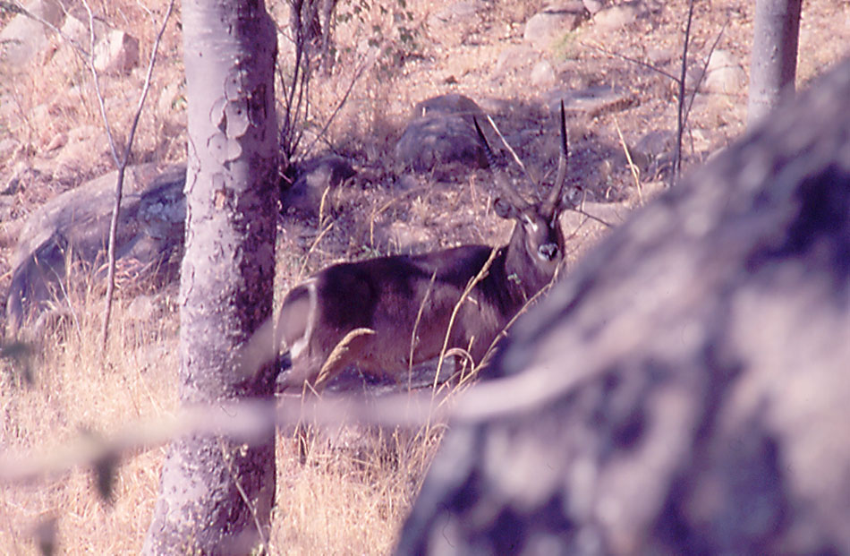 Waterbuck