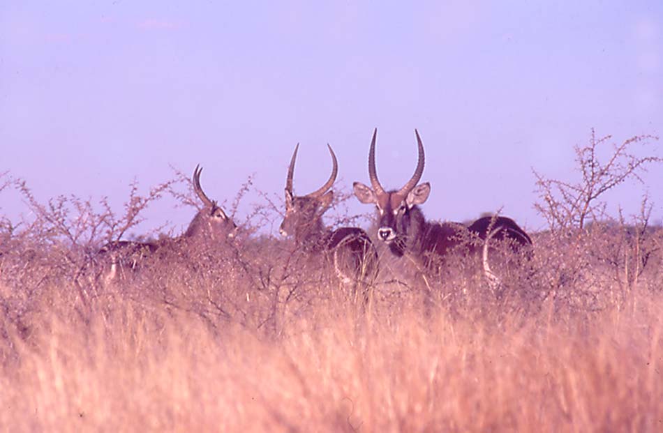 Waterbuck