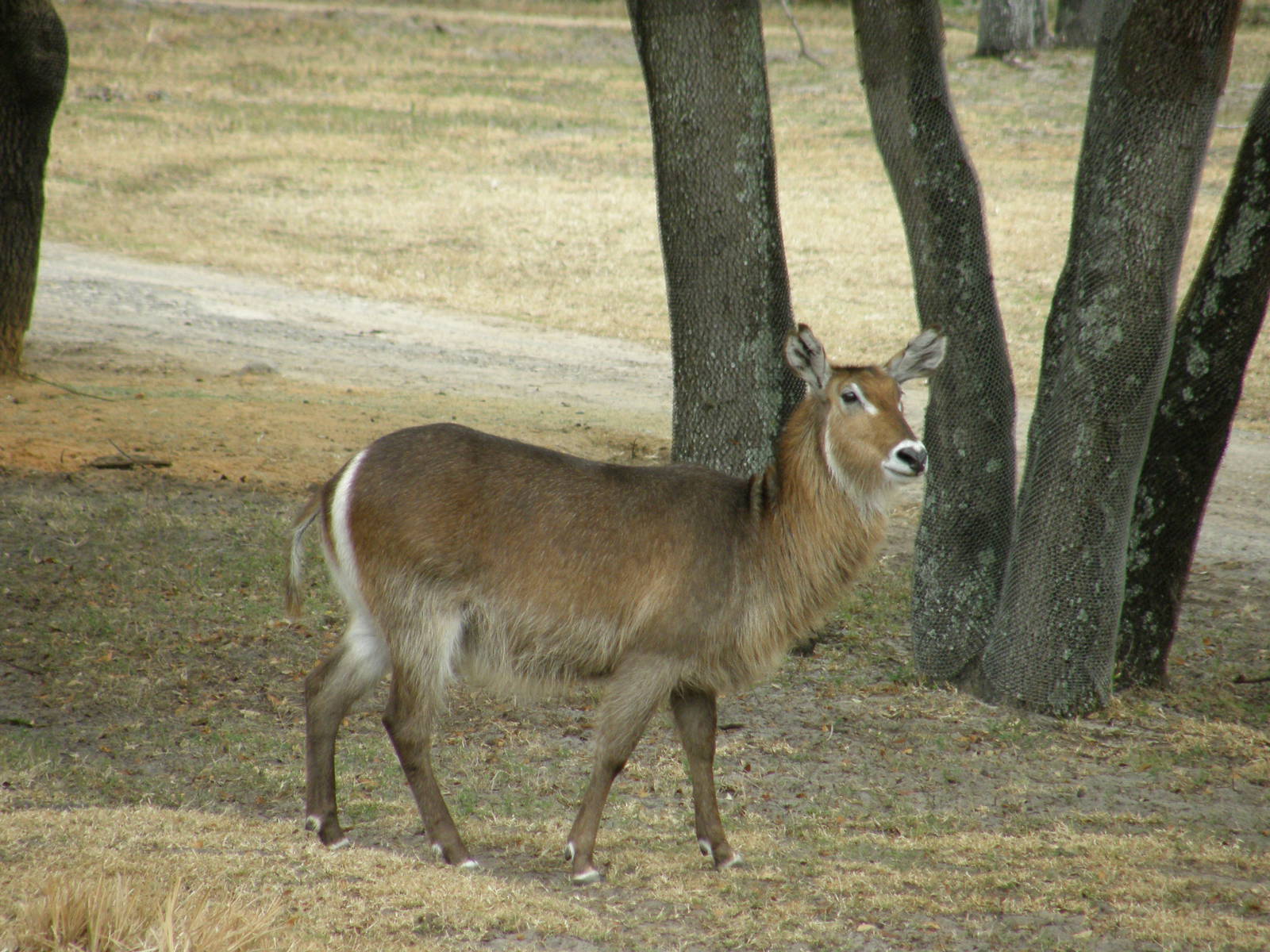 waterbuck