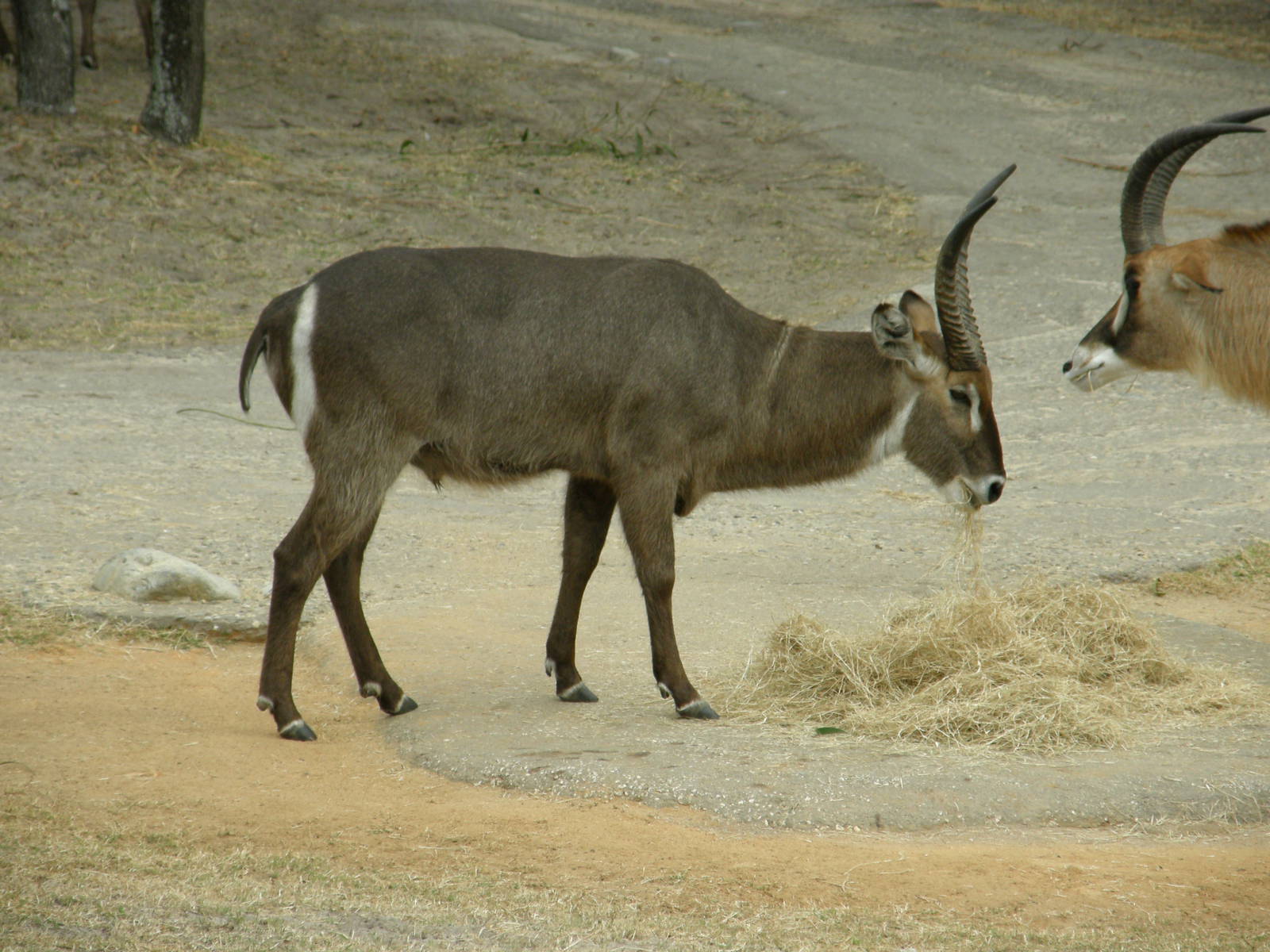 waterbuck