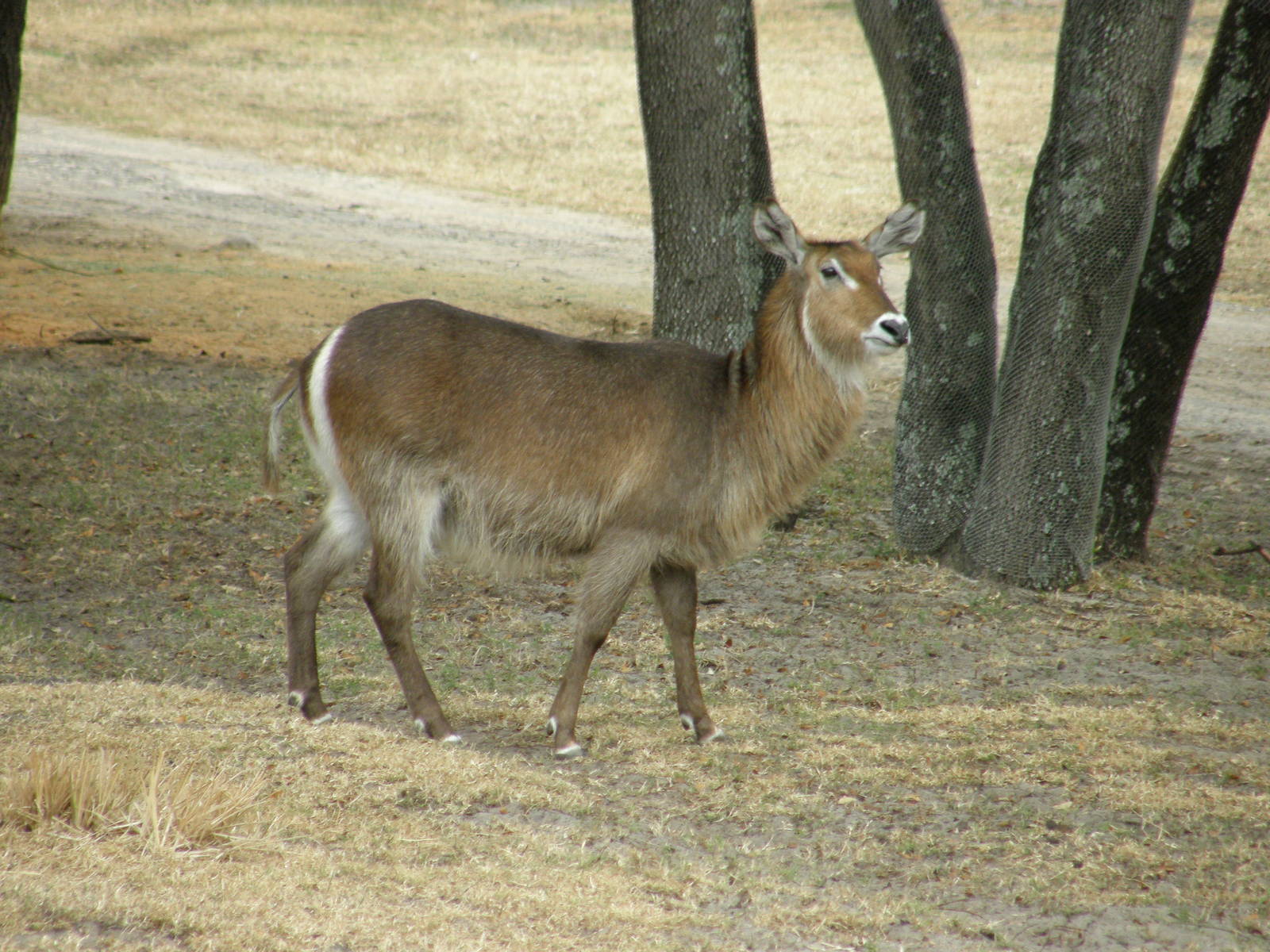 waterbuck