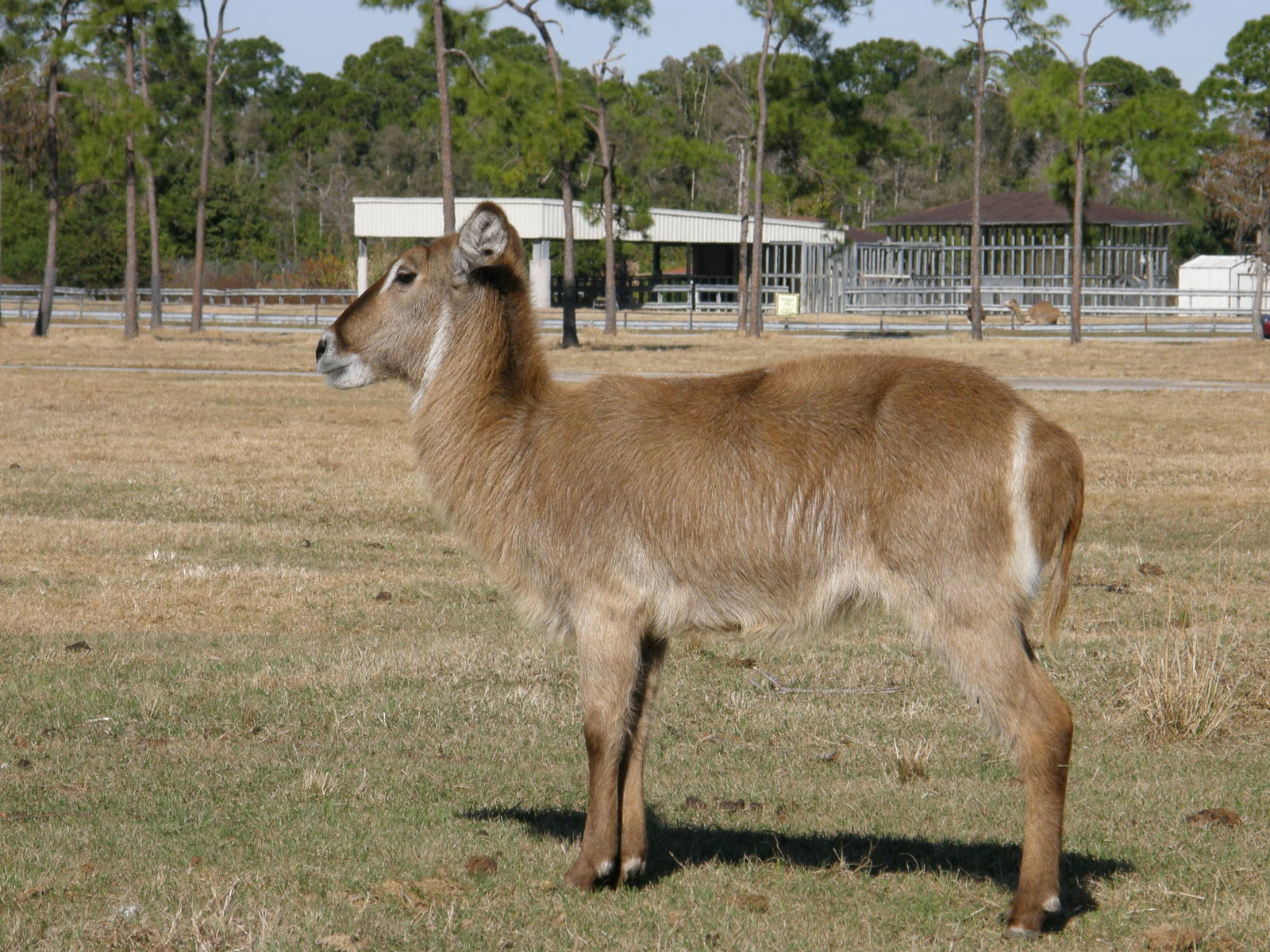waterbuck
