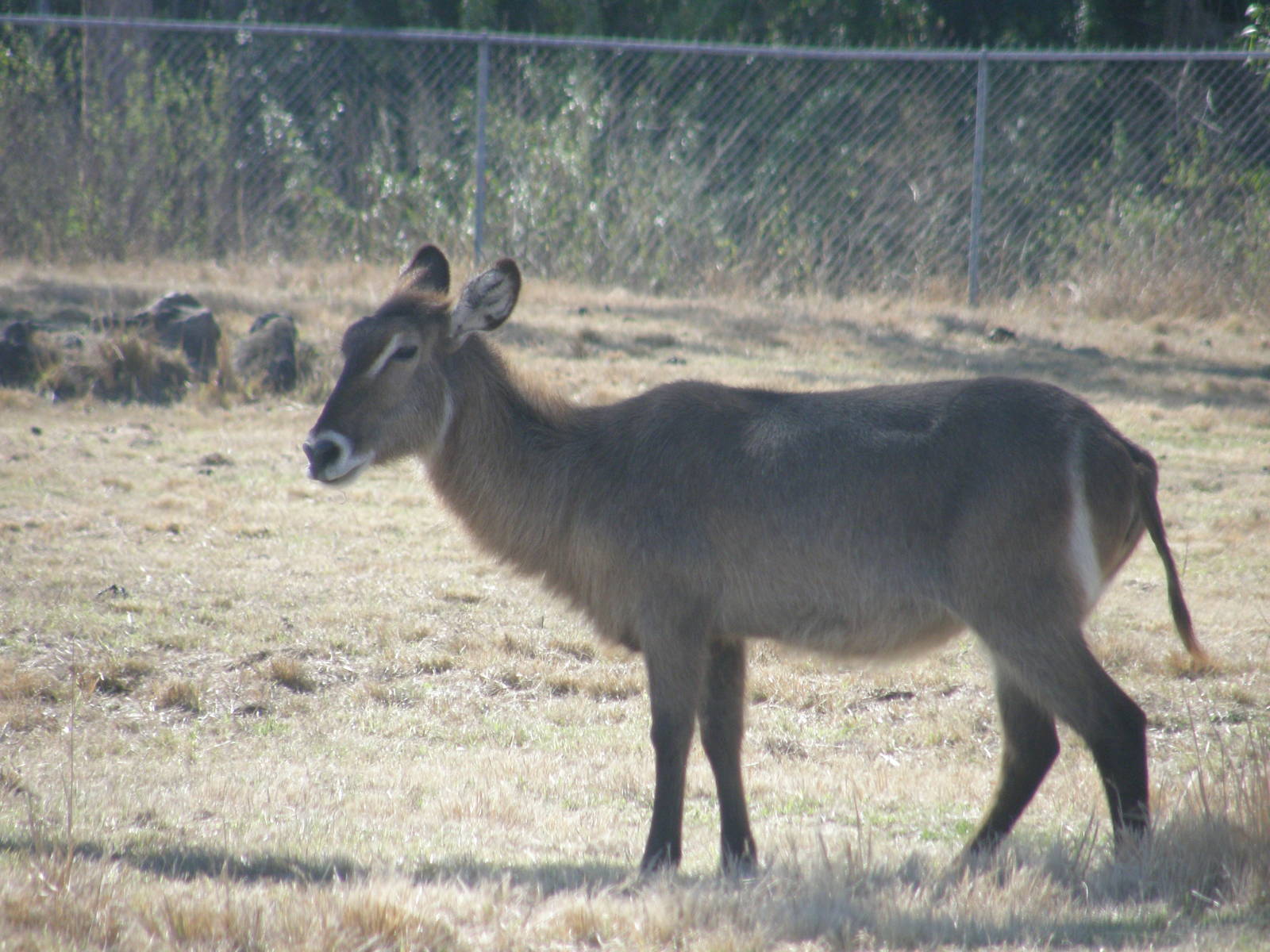 waterbuck