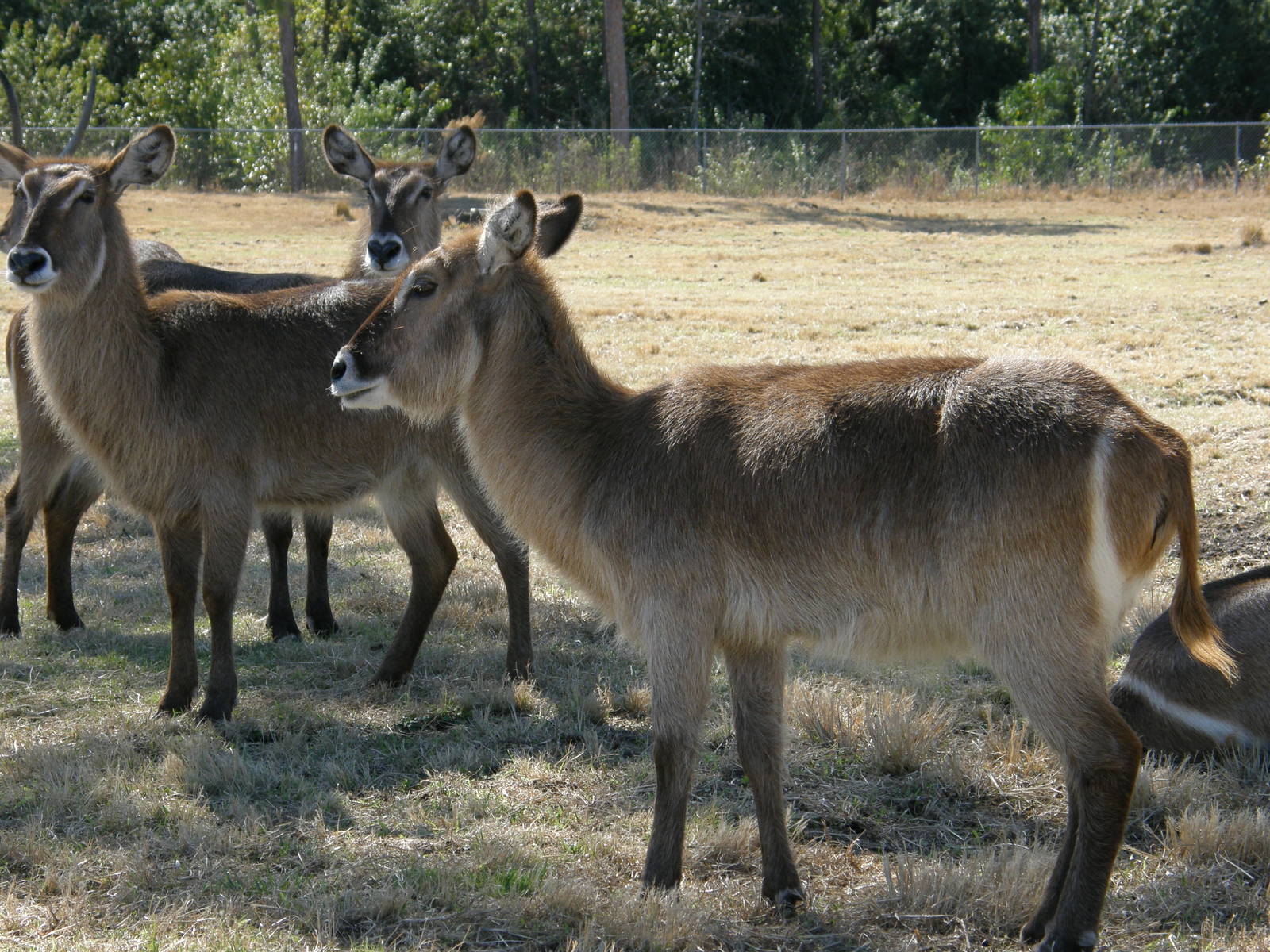waterbuck
