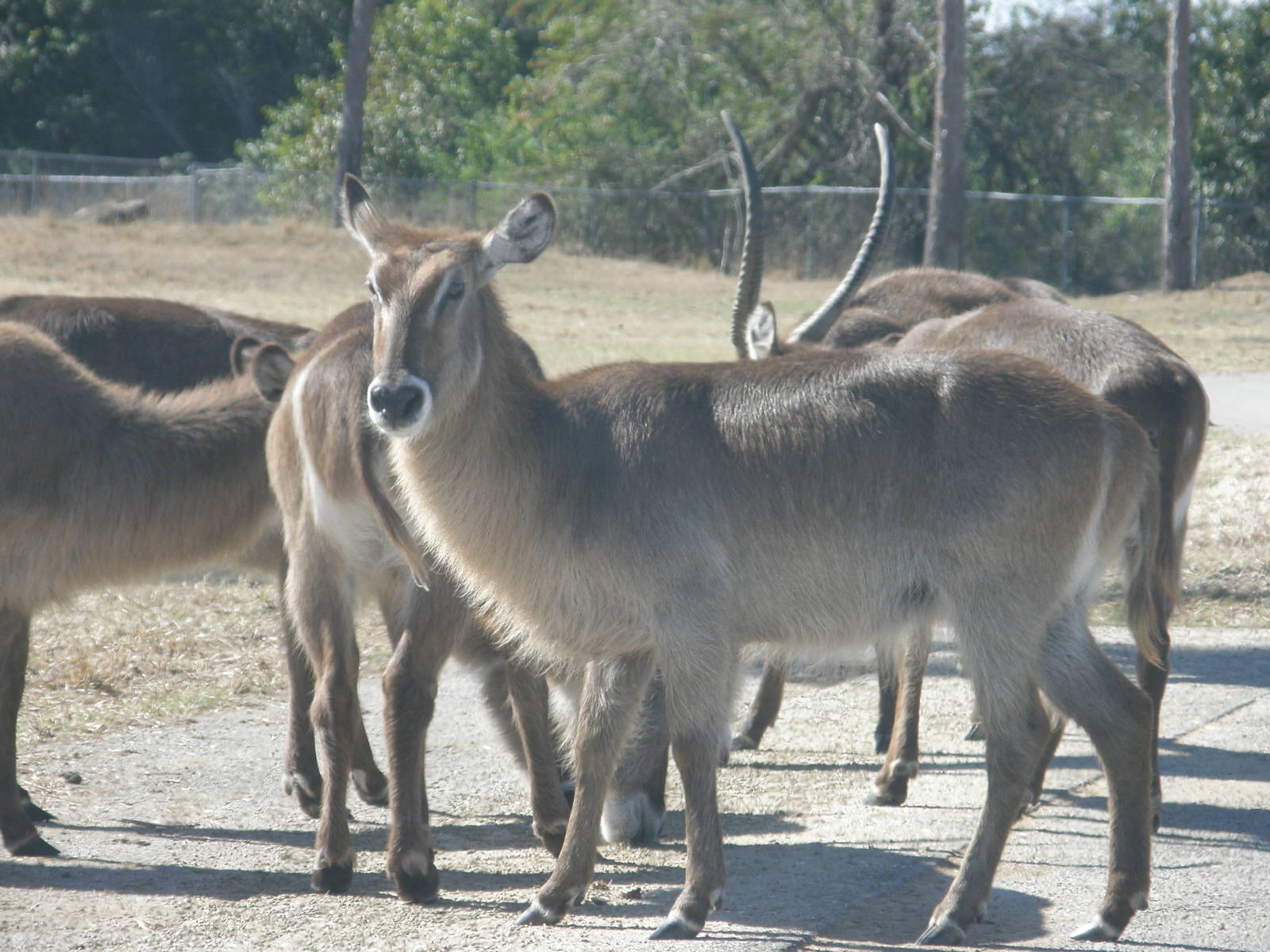 waterbuck