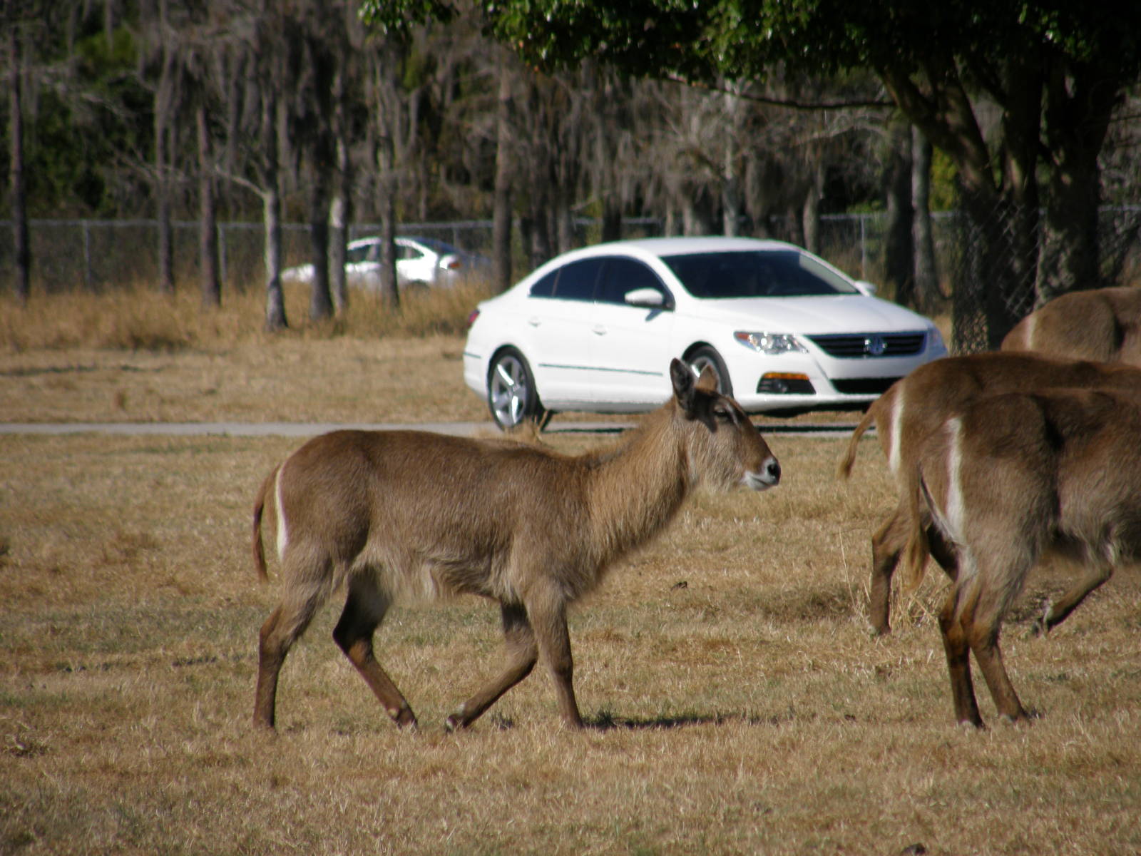 waterbuck
