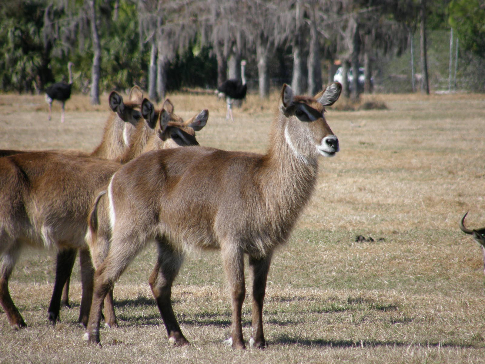 waterbuck