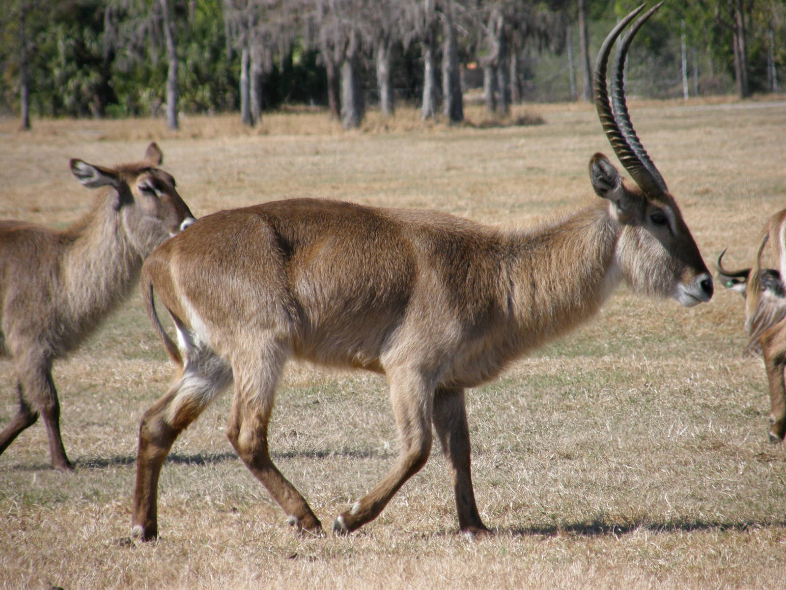 waterbuck