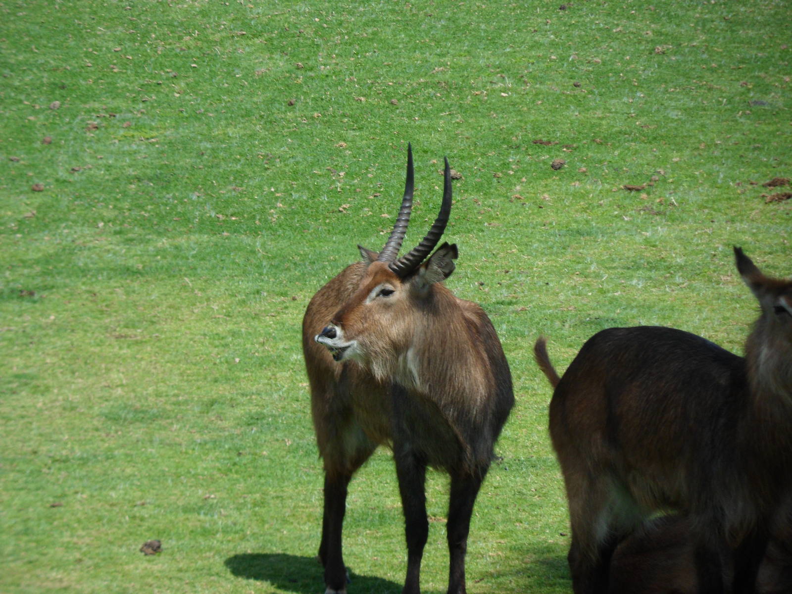 Waterbuck