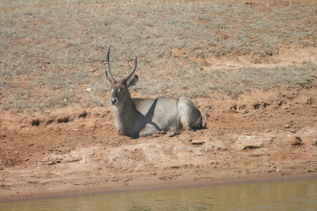 Waterbuck