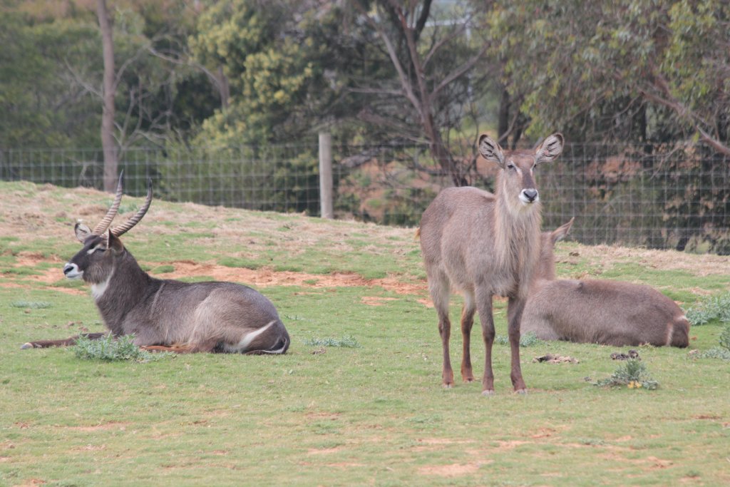 Waterbuck