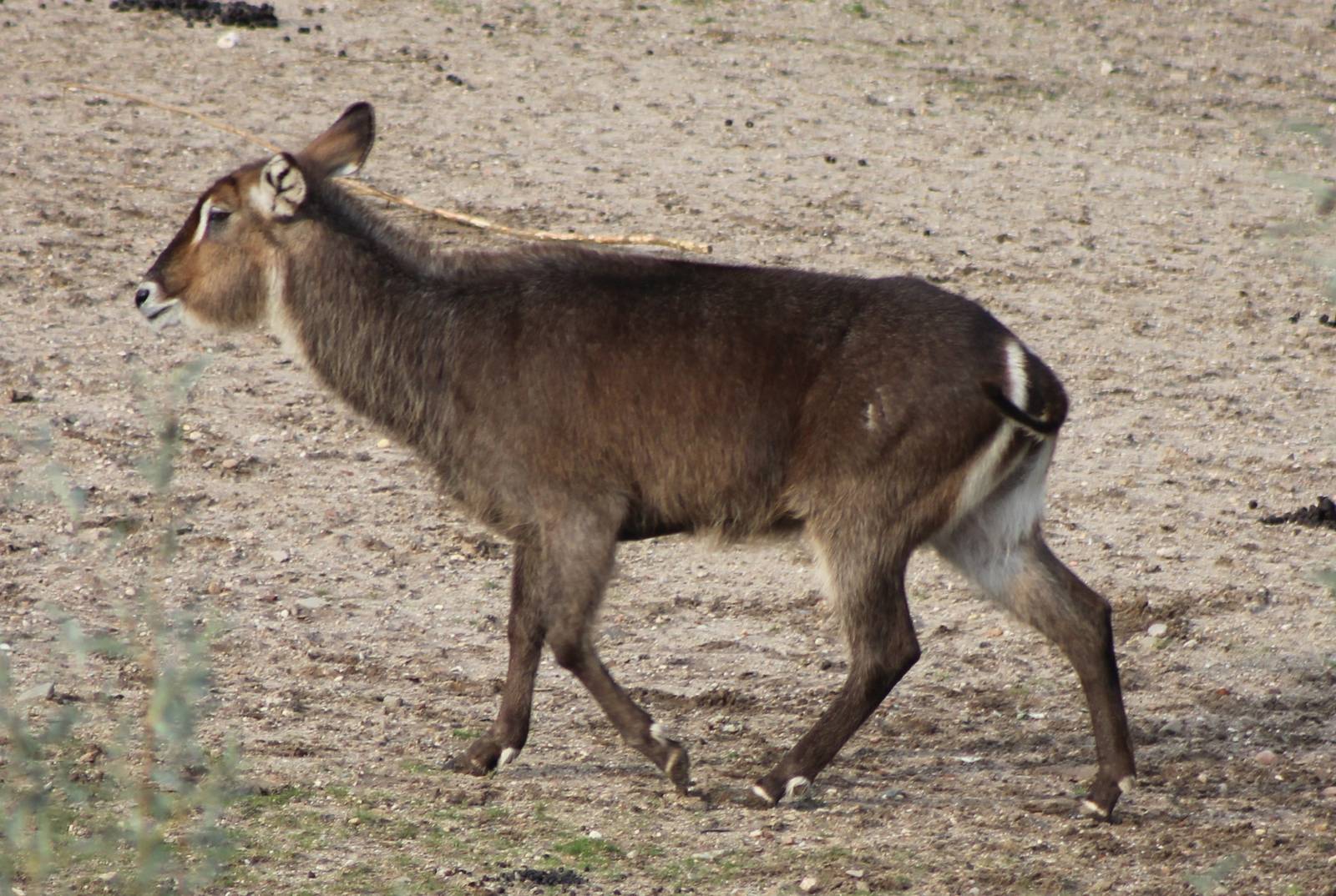 waterbuck
