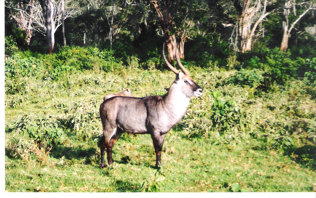 Waterbuck