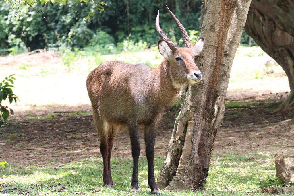 Waterbuck