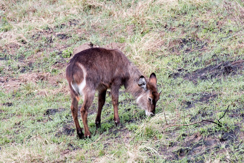 Waterbuck