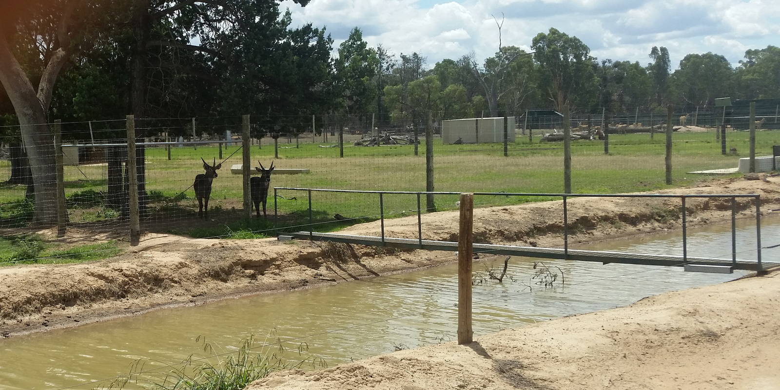 Waterbuck