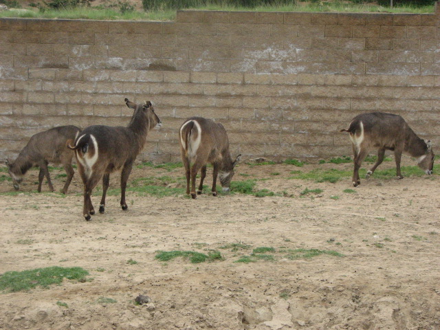 Waterbuck