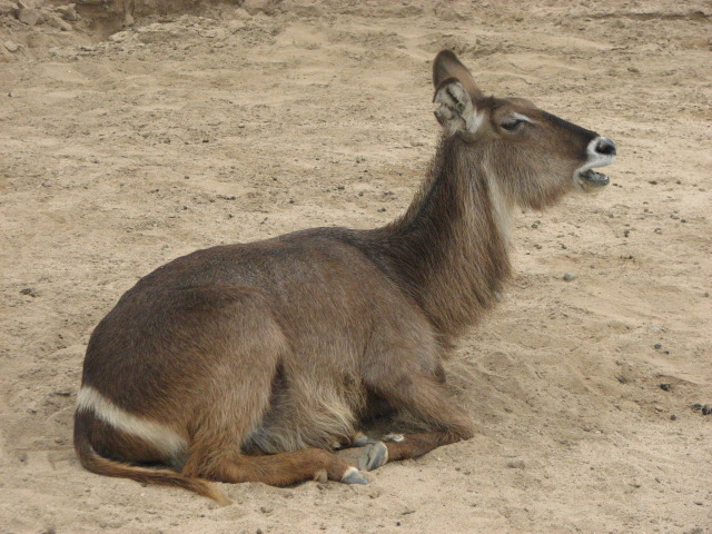 Waterbuck