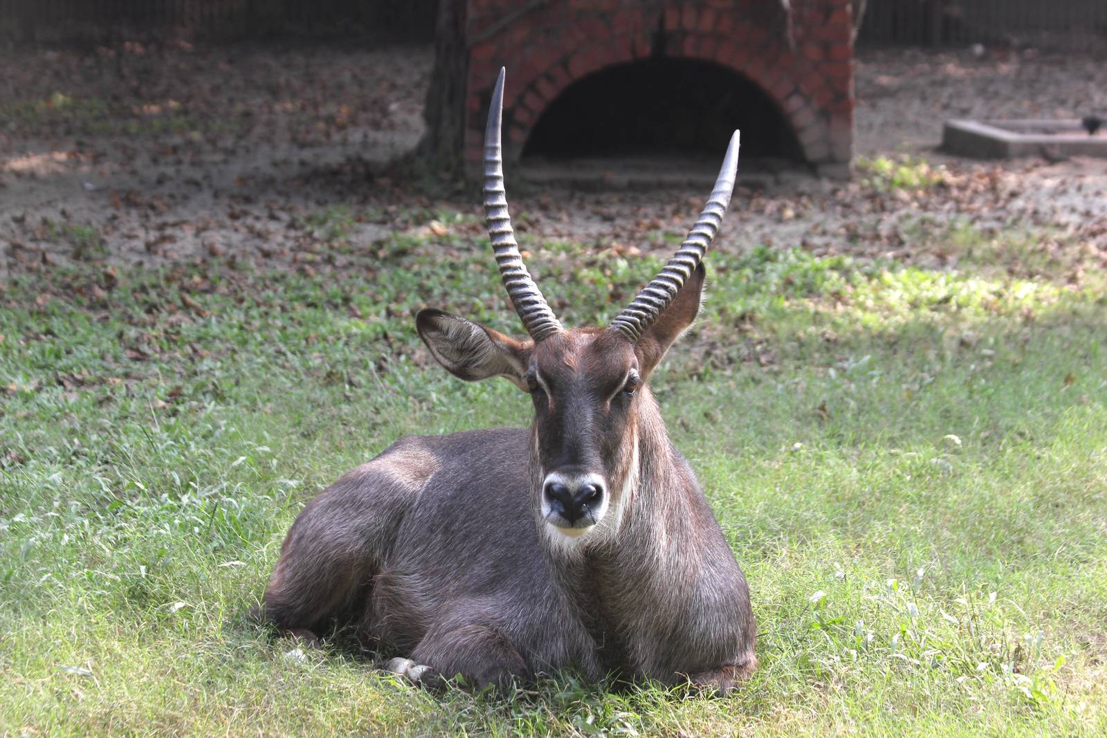 waterbuck