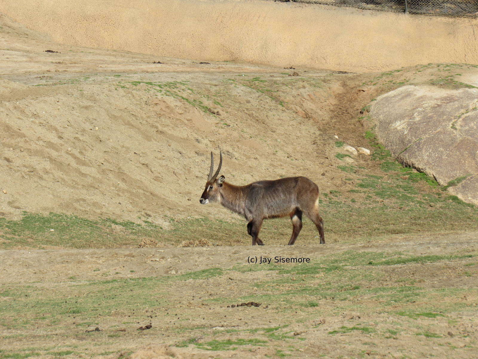 Waterbuck