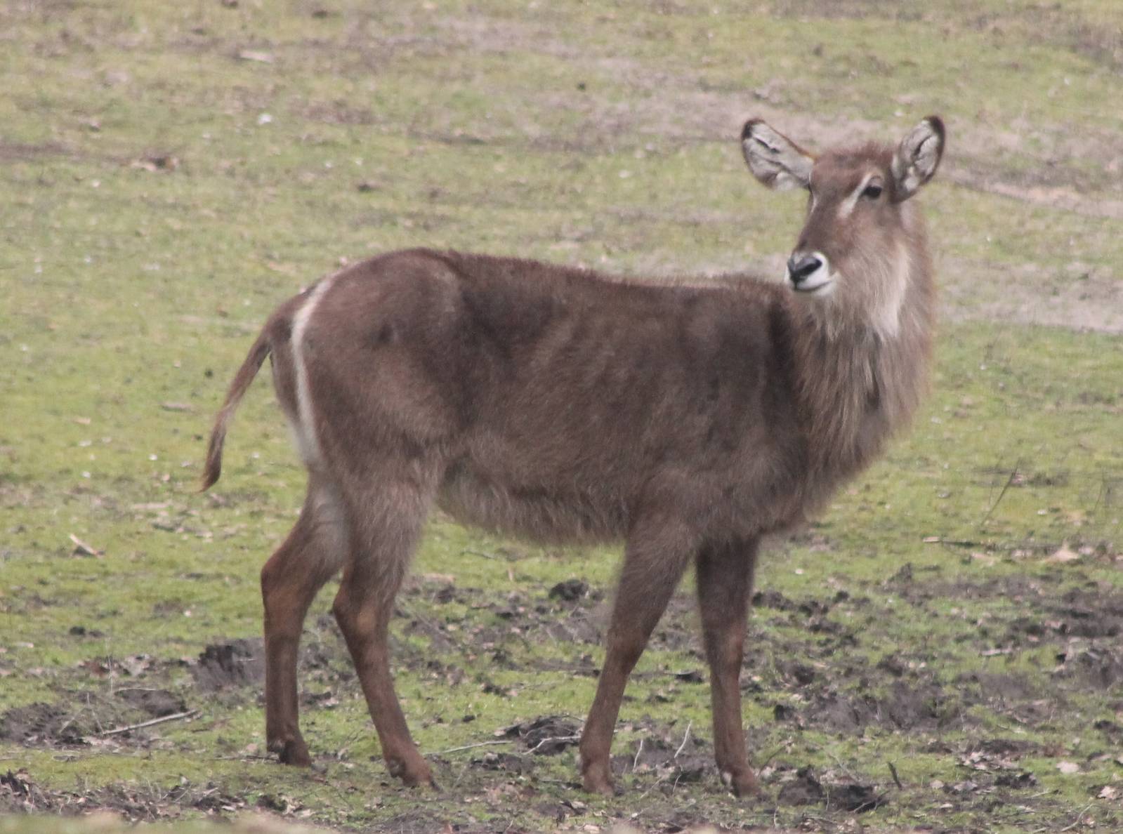 Waterbuck
