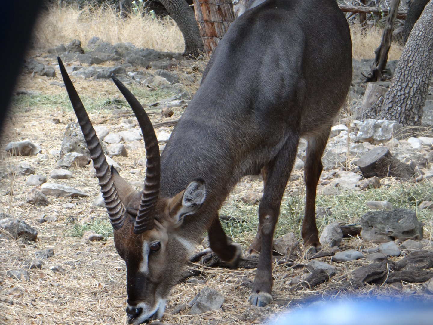 Waterbuck