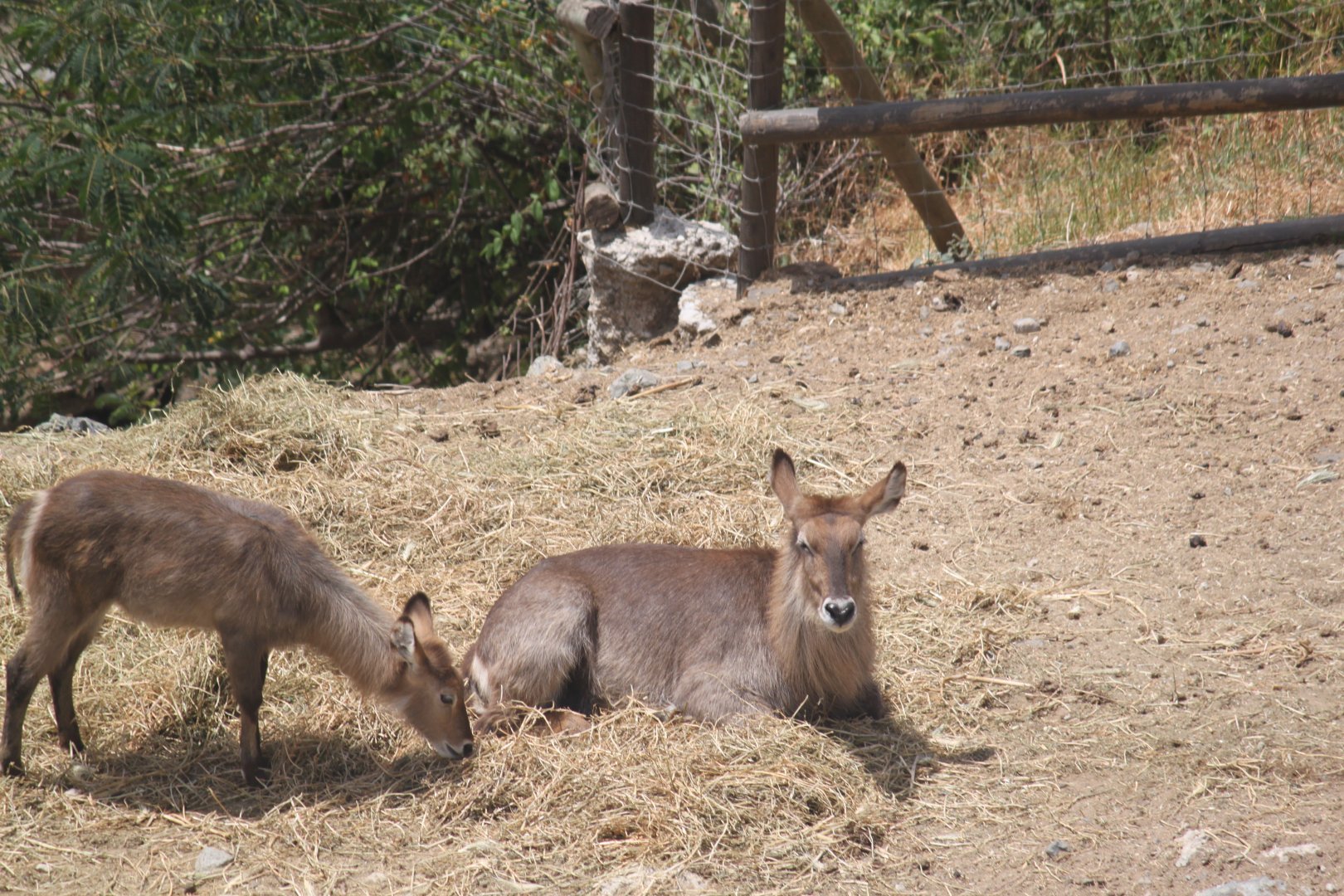 Waterbuck