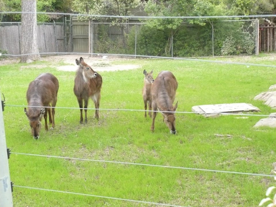Waterbuck