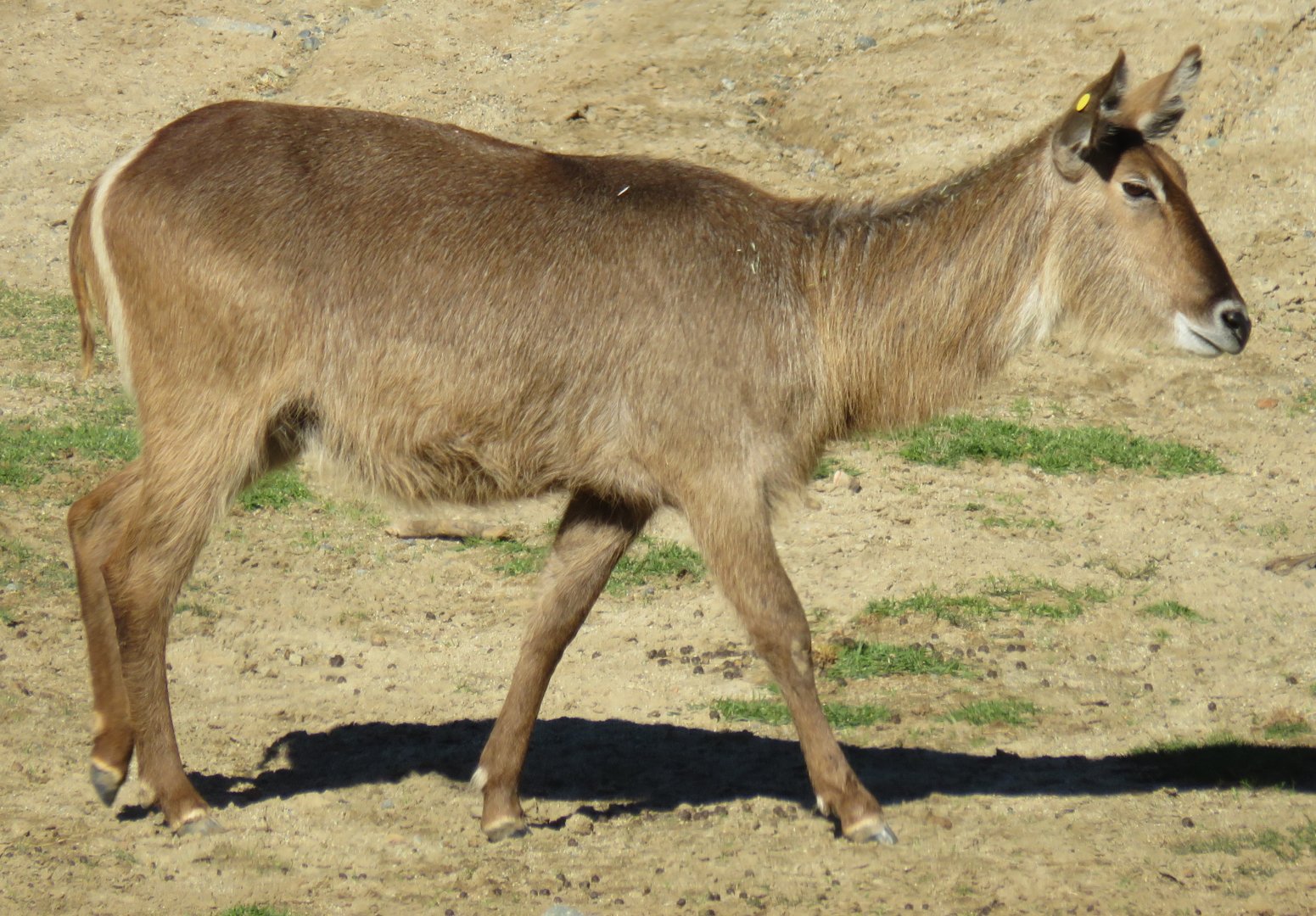 Waterbuck