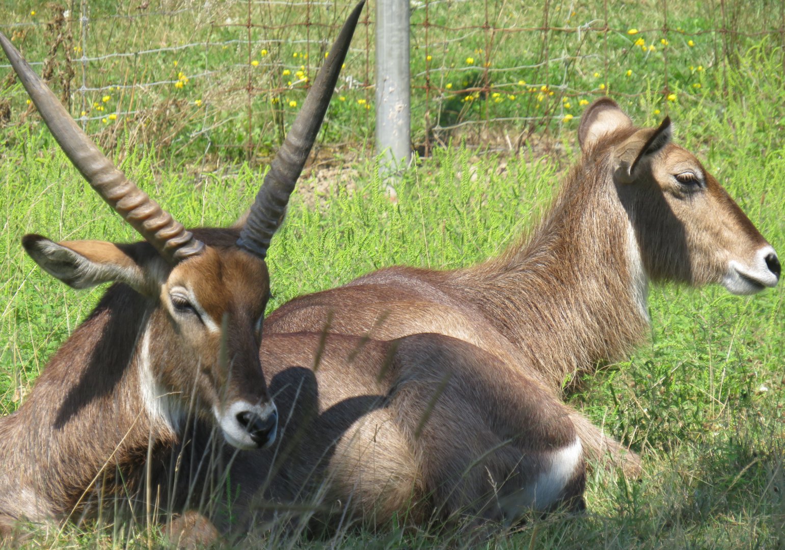 Waterbuck