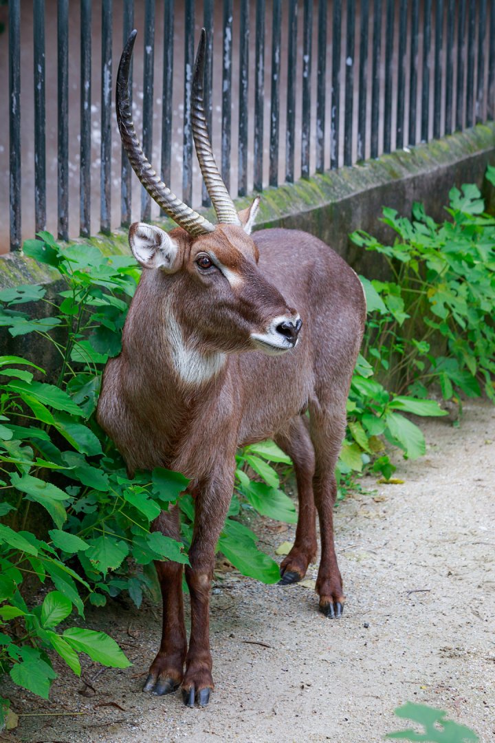 Waterbuck