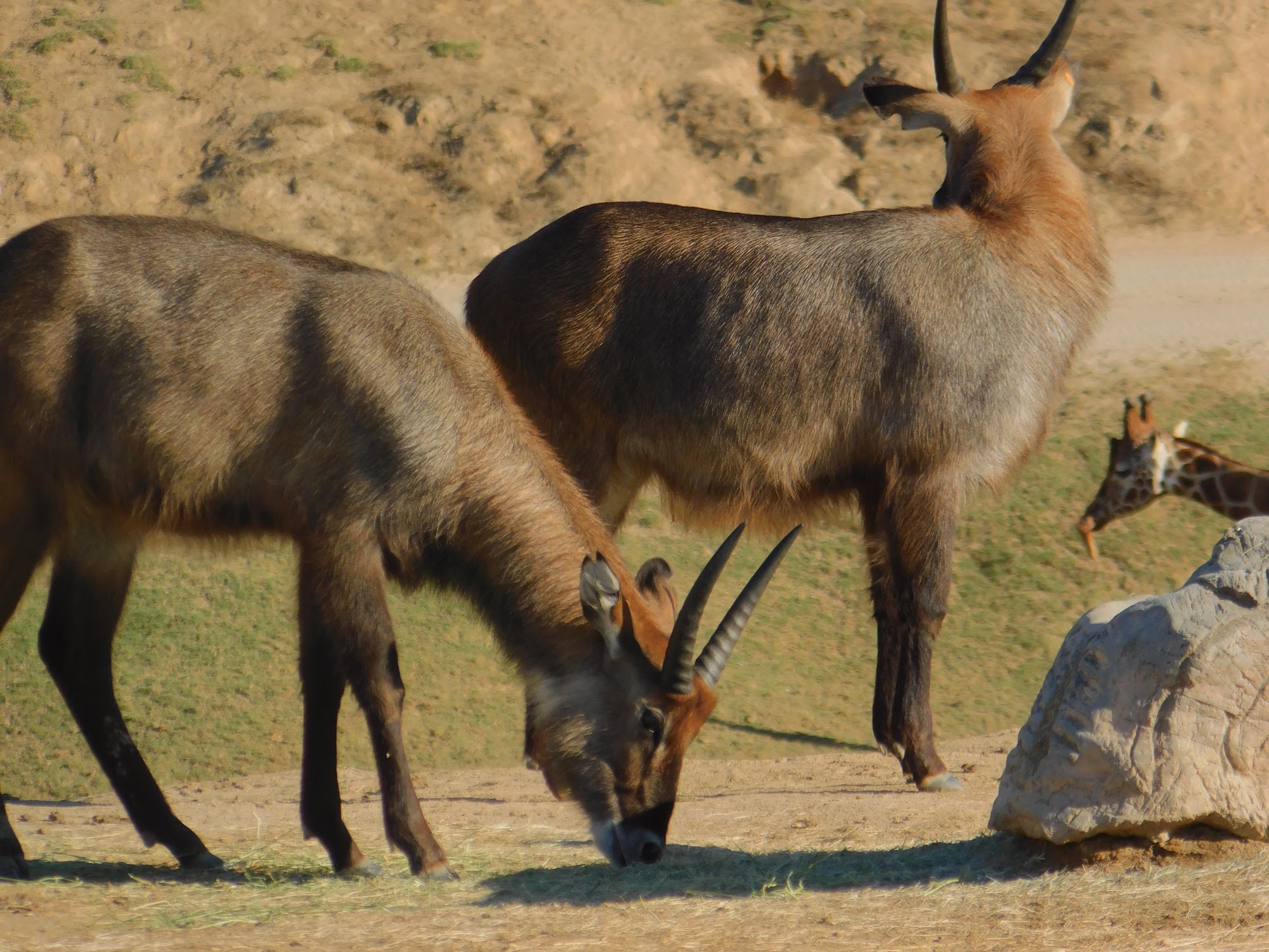 Waterbuck