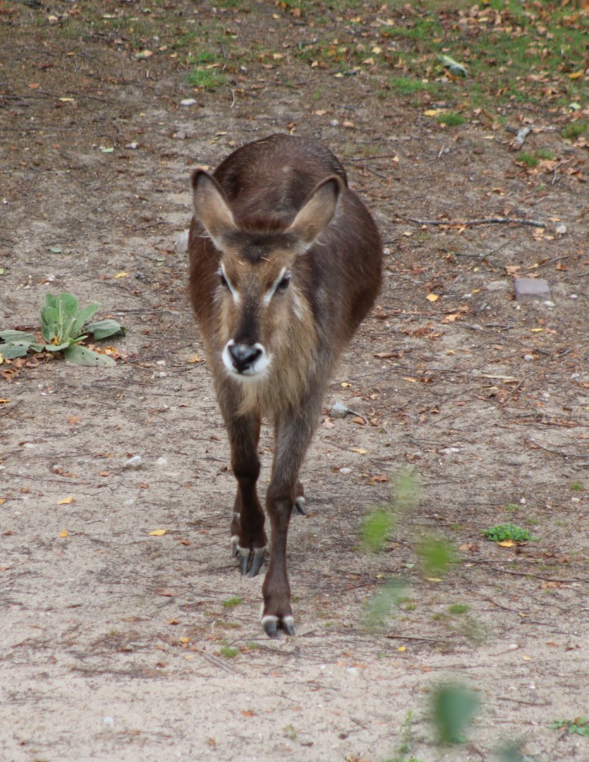 Waterbuck