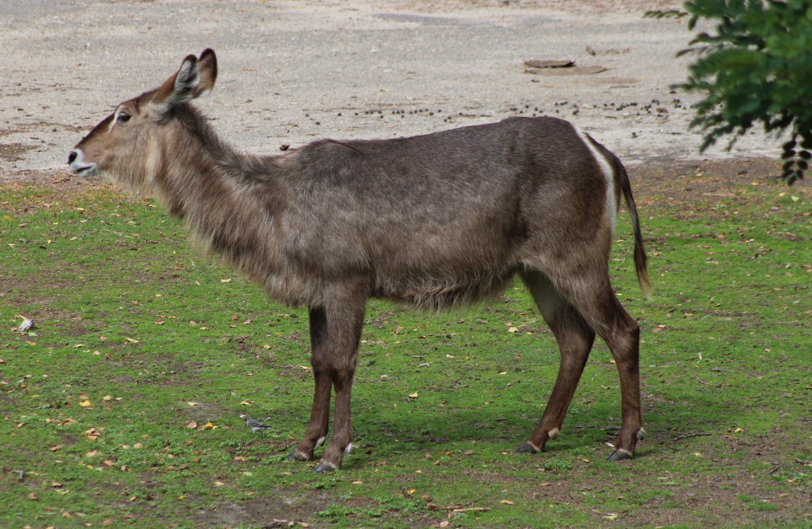 Waterbuck