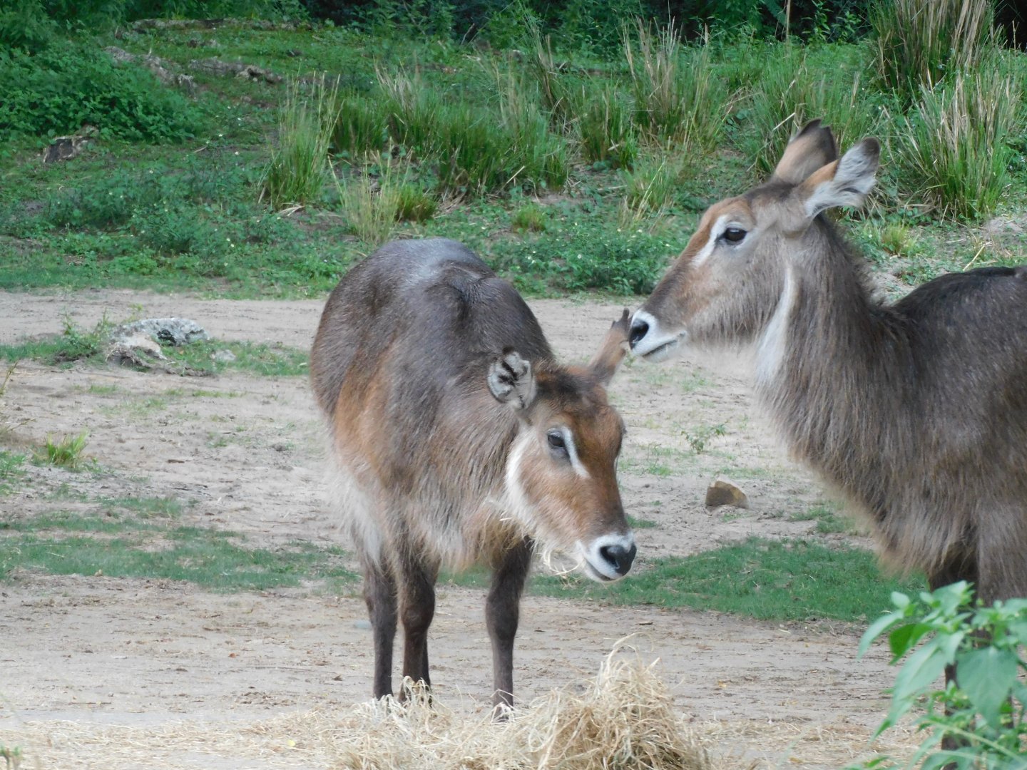 Waterbuck