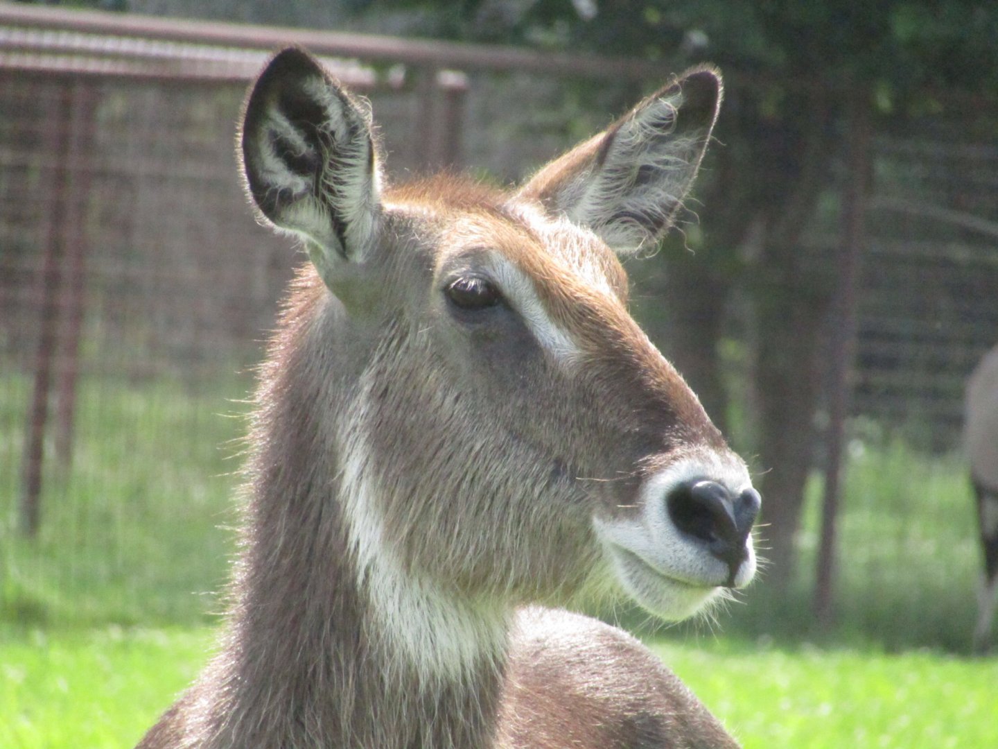Waterbuck
