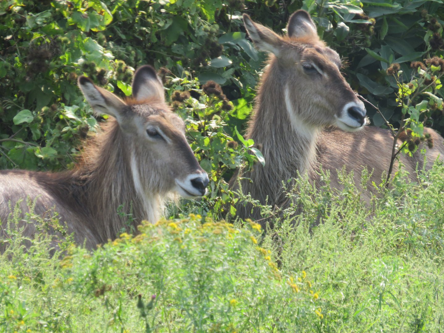 Waterbuck