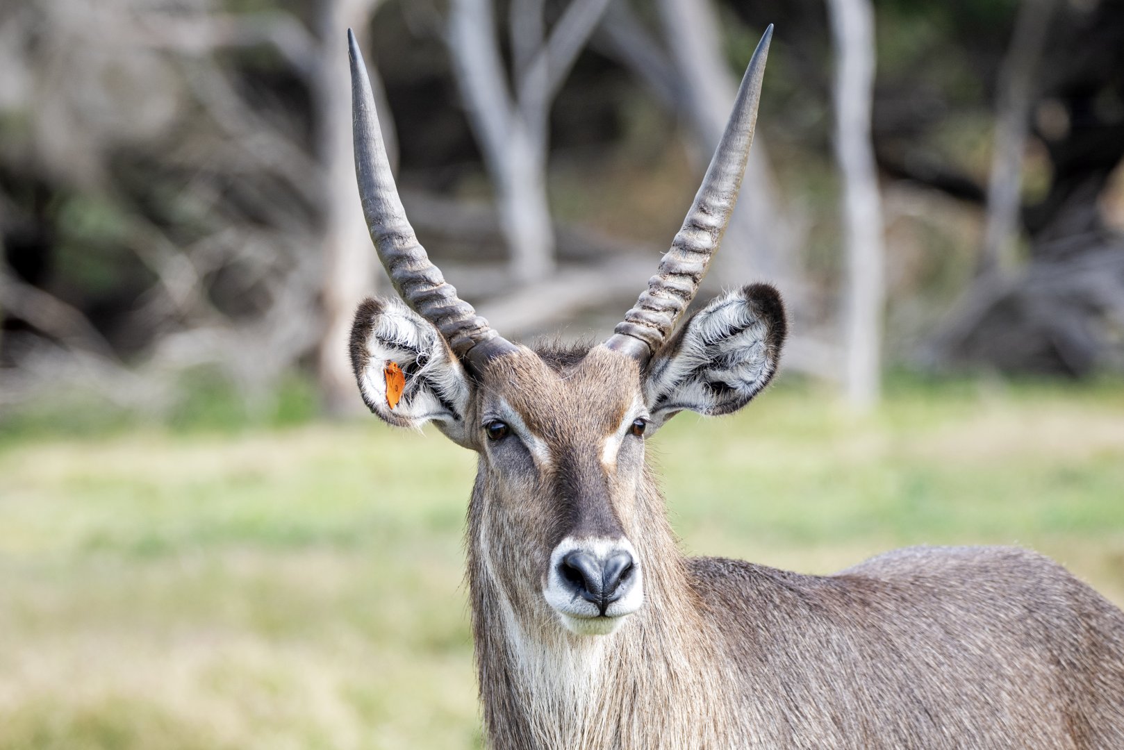 Waterbuck