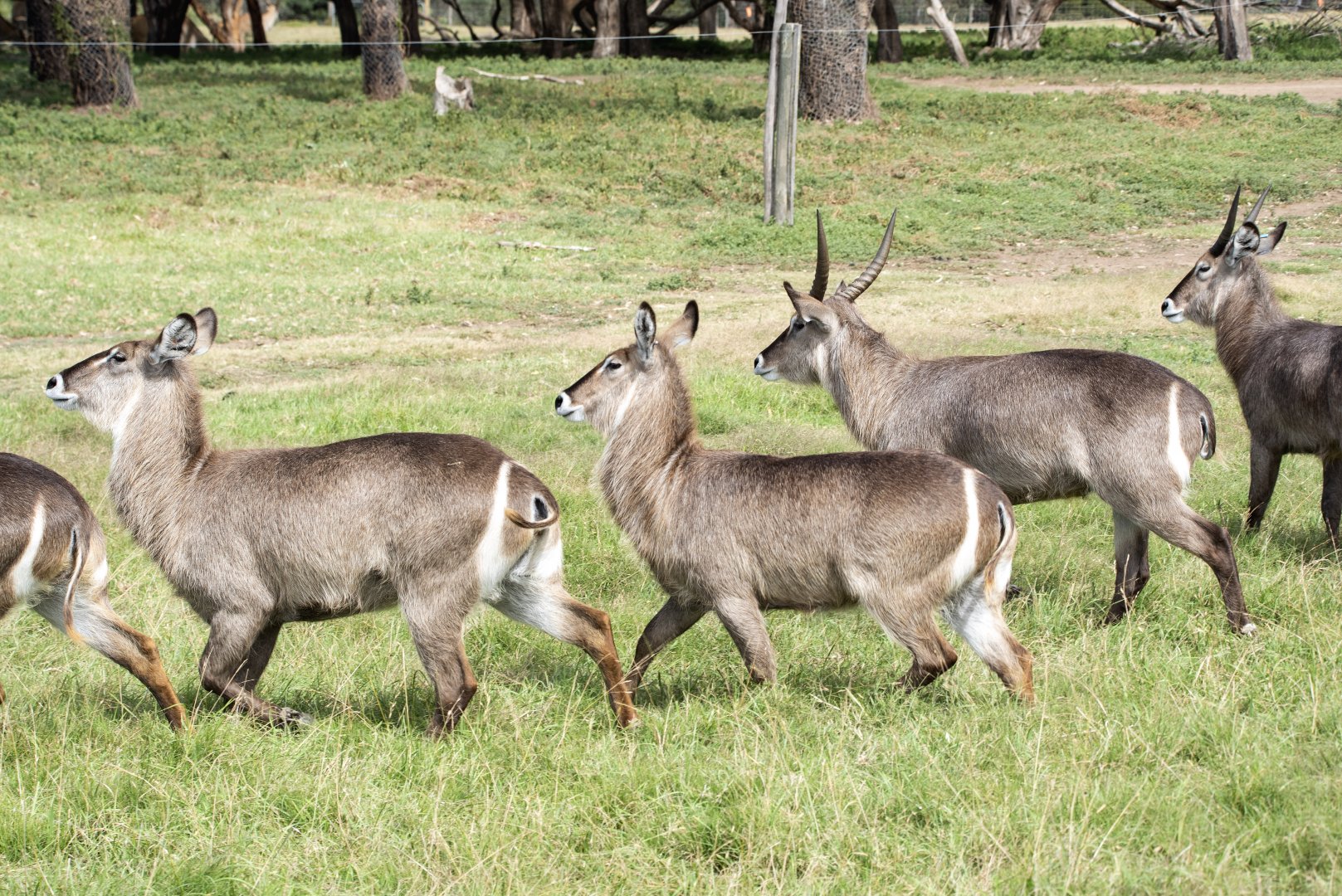 Waterbuck